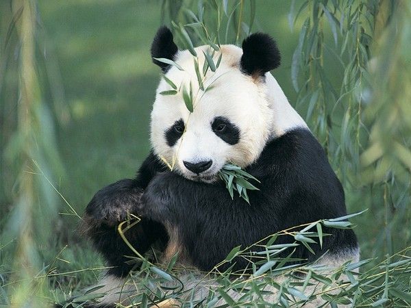 FOND D ECRAN PANDAS 