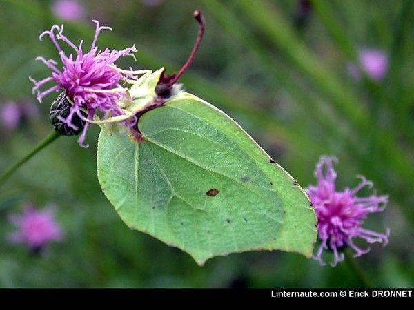 FOND D ECRAN PAPILLON