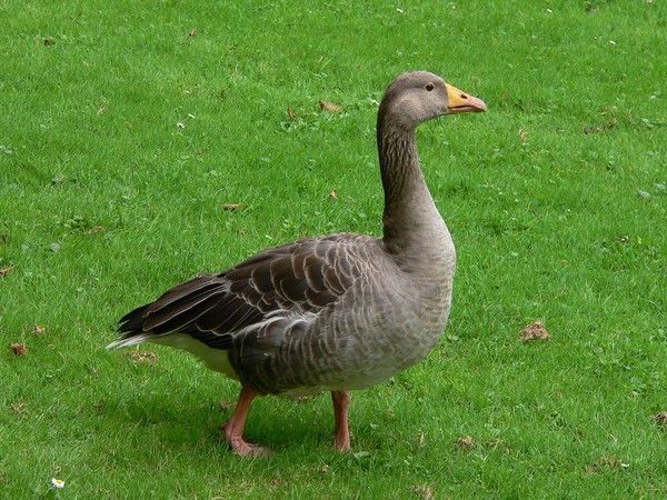 FOND D ECRAN CANARD cygne etcc