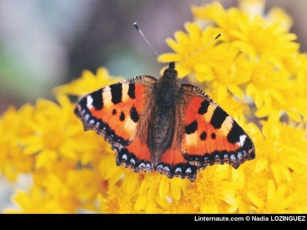 FOND D ECRAN PAPILLON