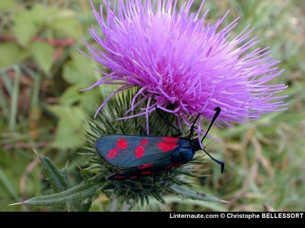 FOND D ECRAN PAPILLON