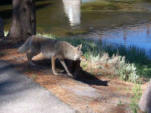 · FOND D ECRAN LOUPS 