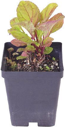 TUBE PLANTE FLEUR POT 