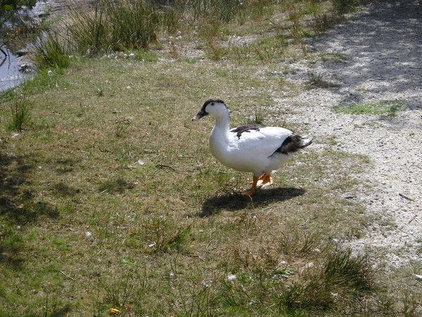 FOND D ECRAN CANARD cygne etcc