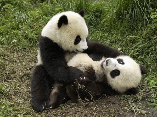 FOND D ECRAN PANDAS 