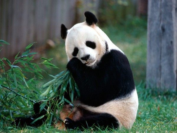 FOND D ECRAN PANDAS 