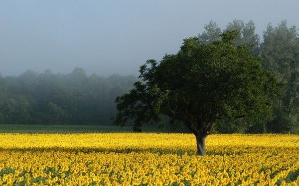 FOND D ECRAN TOURNESOL