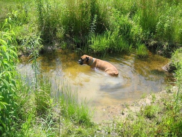 FOND D ECRAN CHIEN 