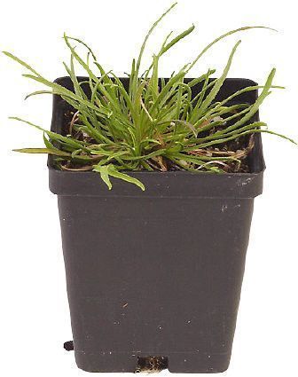 TUBE PLANTE FLEUR POT 