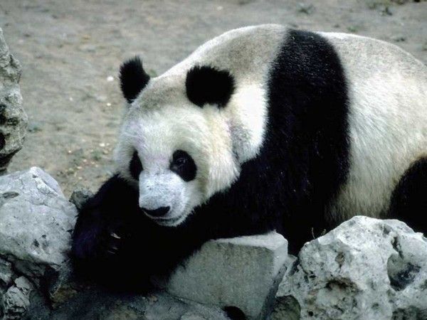 FOND D ECRAN PANDAS 