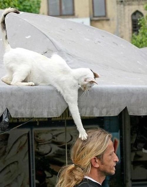 INSOLITE IMAGE DE CHATS 