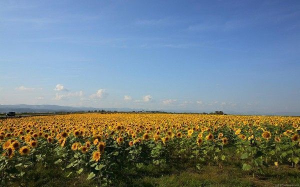 FOND D ECRAN TOURNESOL