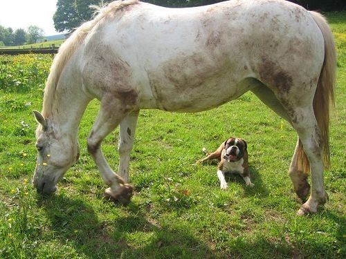 INSOLITE IMAGE DE CHIEN 