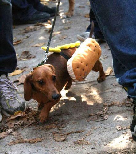 INSOLITE IMAGE DE CHIEN 