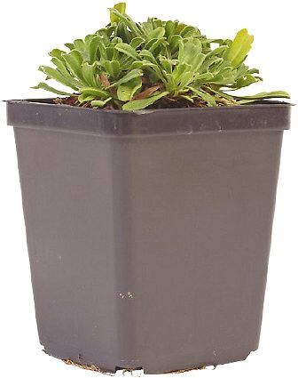 TUBE PLANTE FLEUR POT 