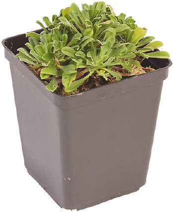 TUBE PLANTE FLEUR POT 