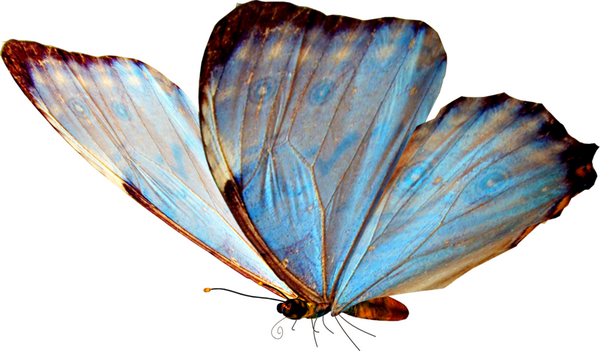 tube papillon