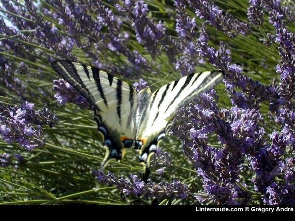 FOND D ECRAN PAPILLON