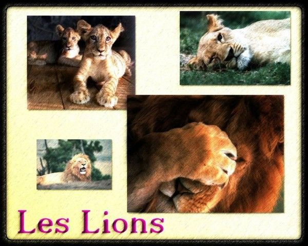 FOND D ECRAN LION 