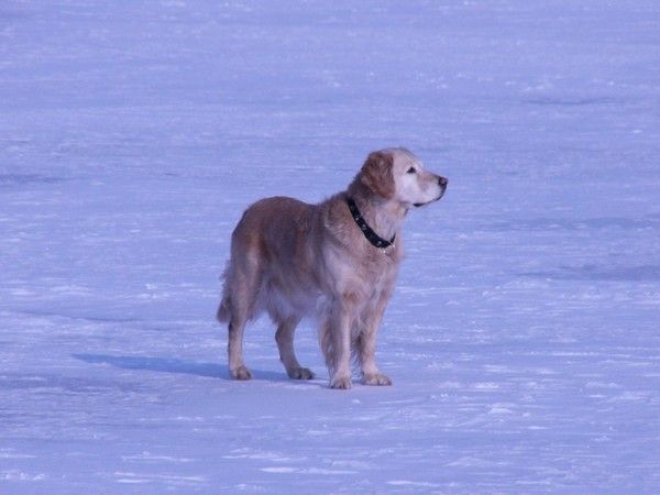 FOND D ECRAN CHIEN 