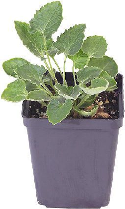 TUBE PLANTE FLEUR POT 