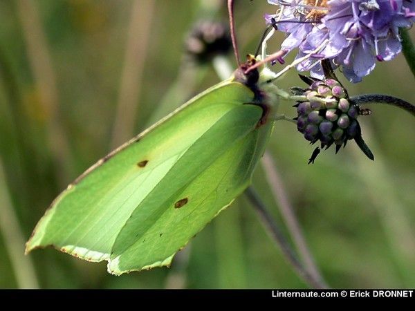 FOND D ECRAN PAPILLON