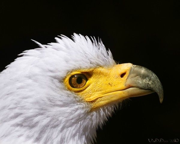 FOND D ECRAN AIGLE 