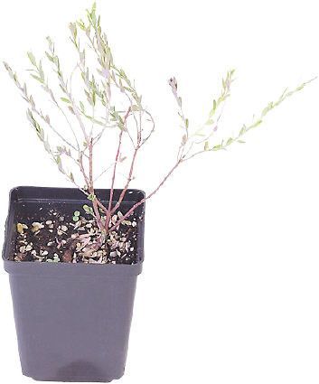 TUBE PLANTE FLEUR POT 