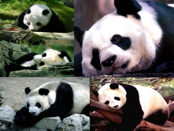 FOND D ECRAN PANDAS 