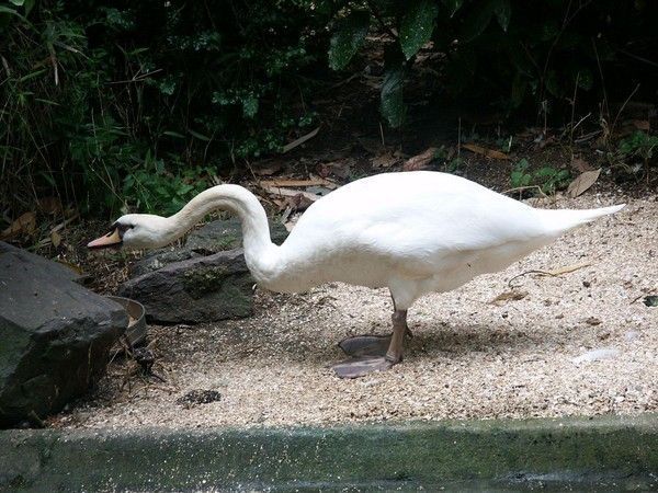 FOND D ECRAN CANARD cygne etcc 