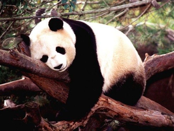 FOND D ECRAN PANDAS 