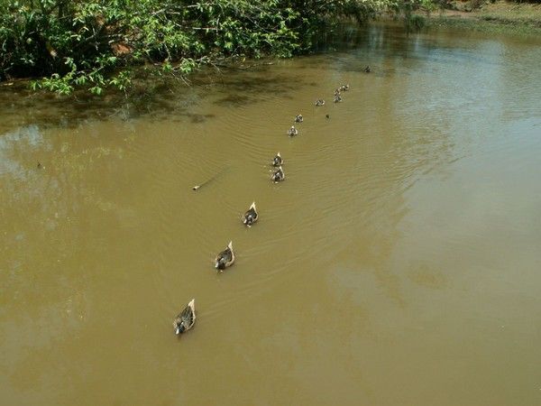 FOND D ECRAN CANARD cygne etcc