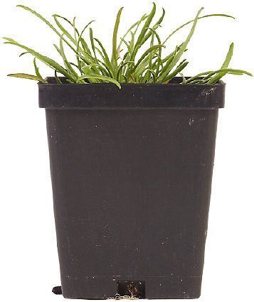 TUBE PLANTE FLEUR POT 