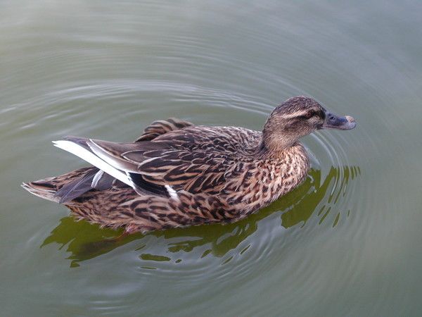 FOND D ECRAN CANARD cygne etcc