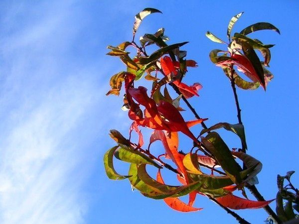 FOND D ECRAN PAYSAGE AUTOMNE