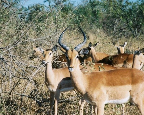 FOND D ECRAN AFRIQUE SENEGAL KENYA