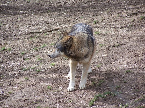 · FOND D ECRAN LOUPS 