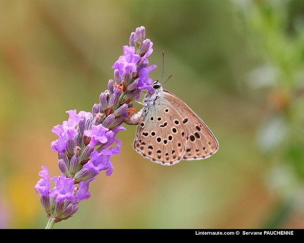 FOND D ECRAN PAPILLON