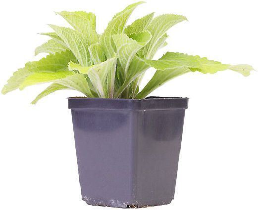 TUBE PLANTE FLEUR POT 