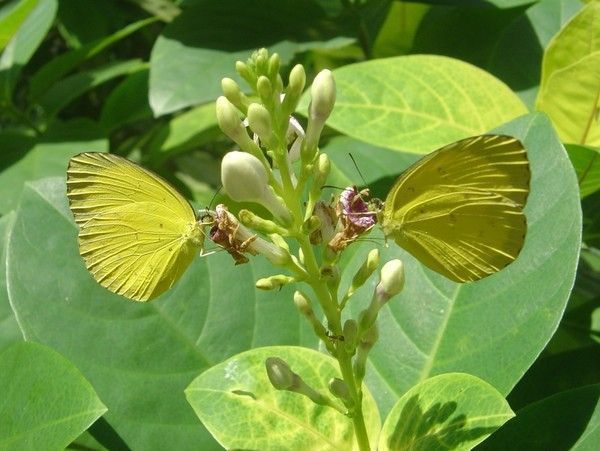 FOND D ECRAN PAPILLON