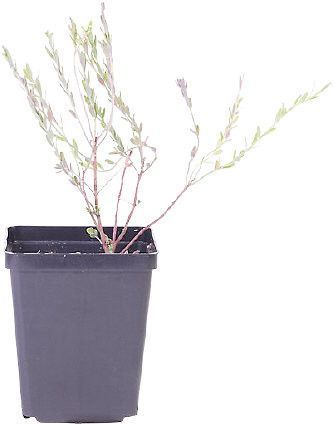 TUBE PLANTE FLEUR POT 