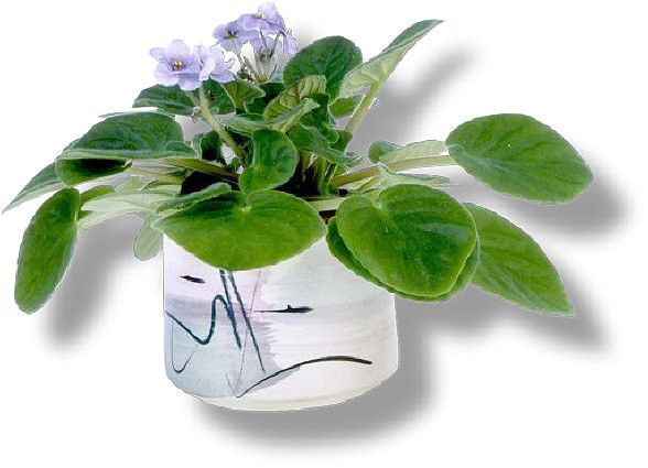 TUBE PLANTE FLEUR POT