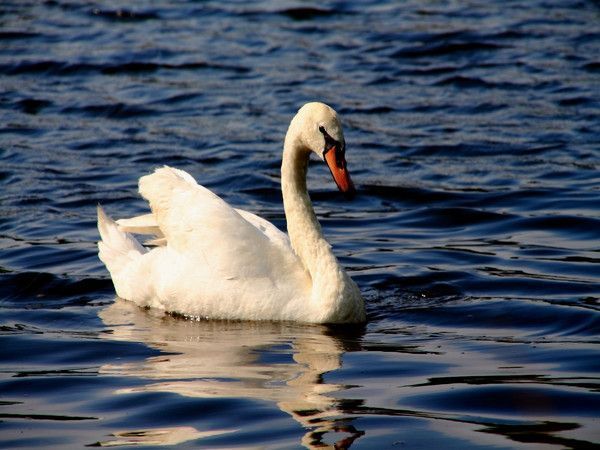 FOND D ECRAN CANARD cygne etcc 