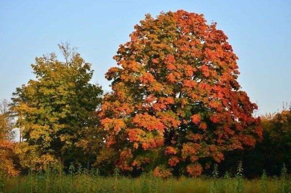 FOND D ECRAN PAYSAGE AUTOMNE