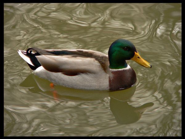 FOND D ECRAN CANARD cygne etcc 