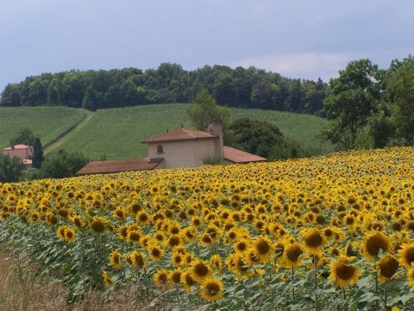 FOND D ECRAN TOURNESOL