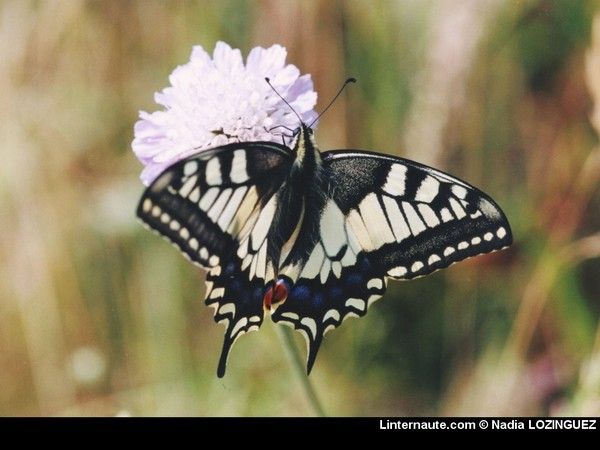 FOND D ECRAN PAPILLON