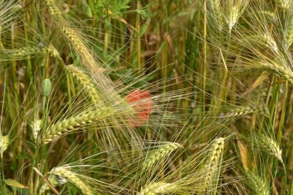 FOND D ECRAN COQUELICOT 