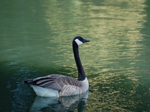 FOND D ECRAN CANARD cygne etcc 