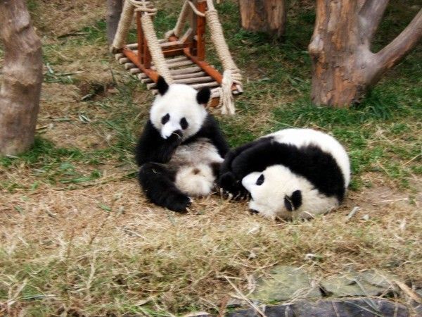 FOND D ECRAN PANDAS 